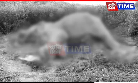 Assam: Carcass of Wild Male Elephant Found on Nagaon-Karbi Anglong Border